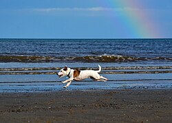 Jack Russell – Jack Russell Terrier & Rainbow