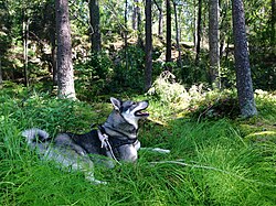 Jämthund – Jämthund (Swedish Elkhound) in the woods 2 years old male 2013 07 06 13 55
