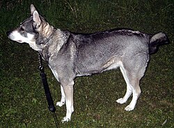Jämthund – Jämthund