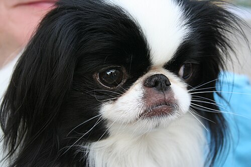 Japan Chin – Japanese Chin portrait