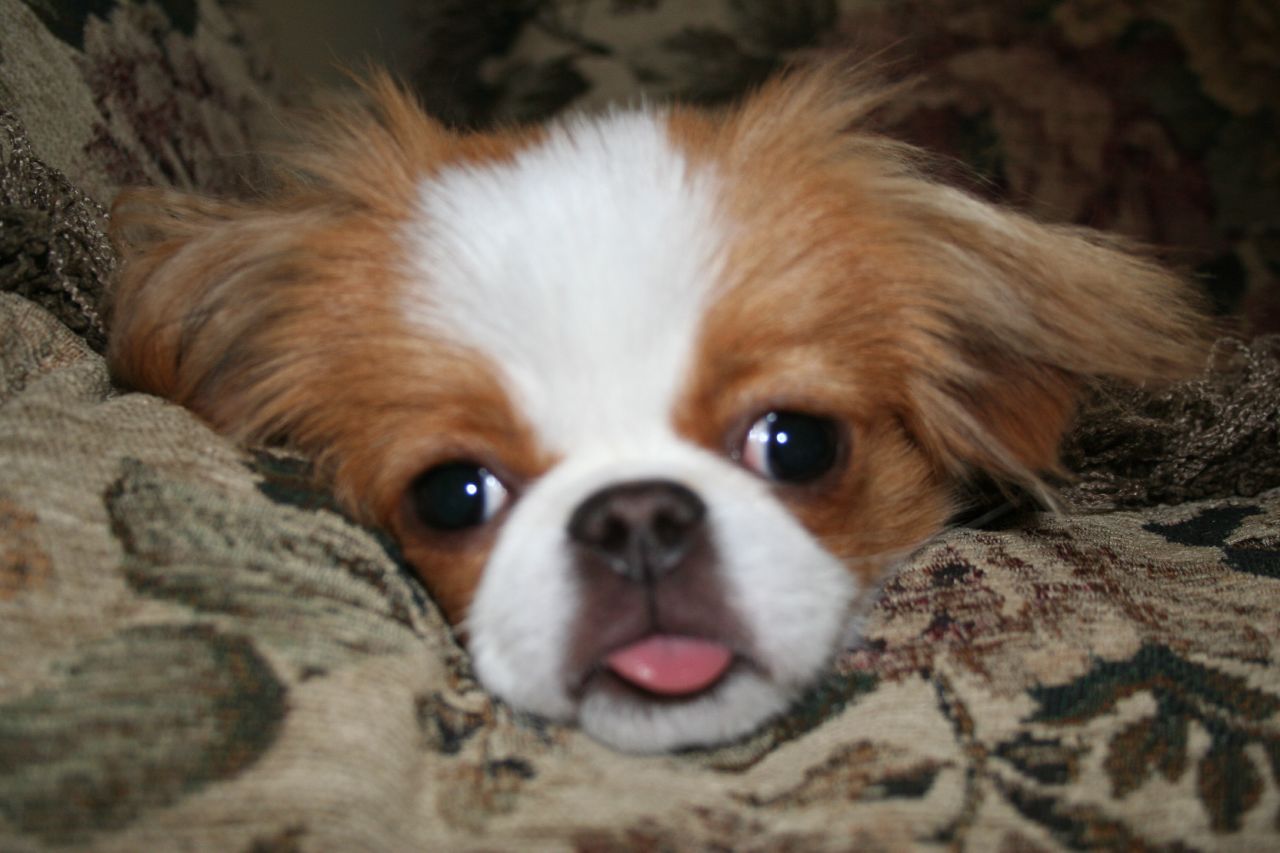 Japan Chin – Japanese Chin red