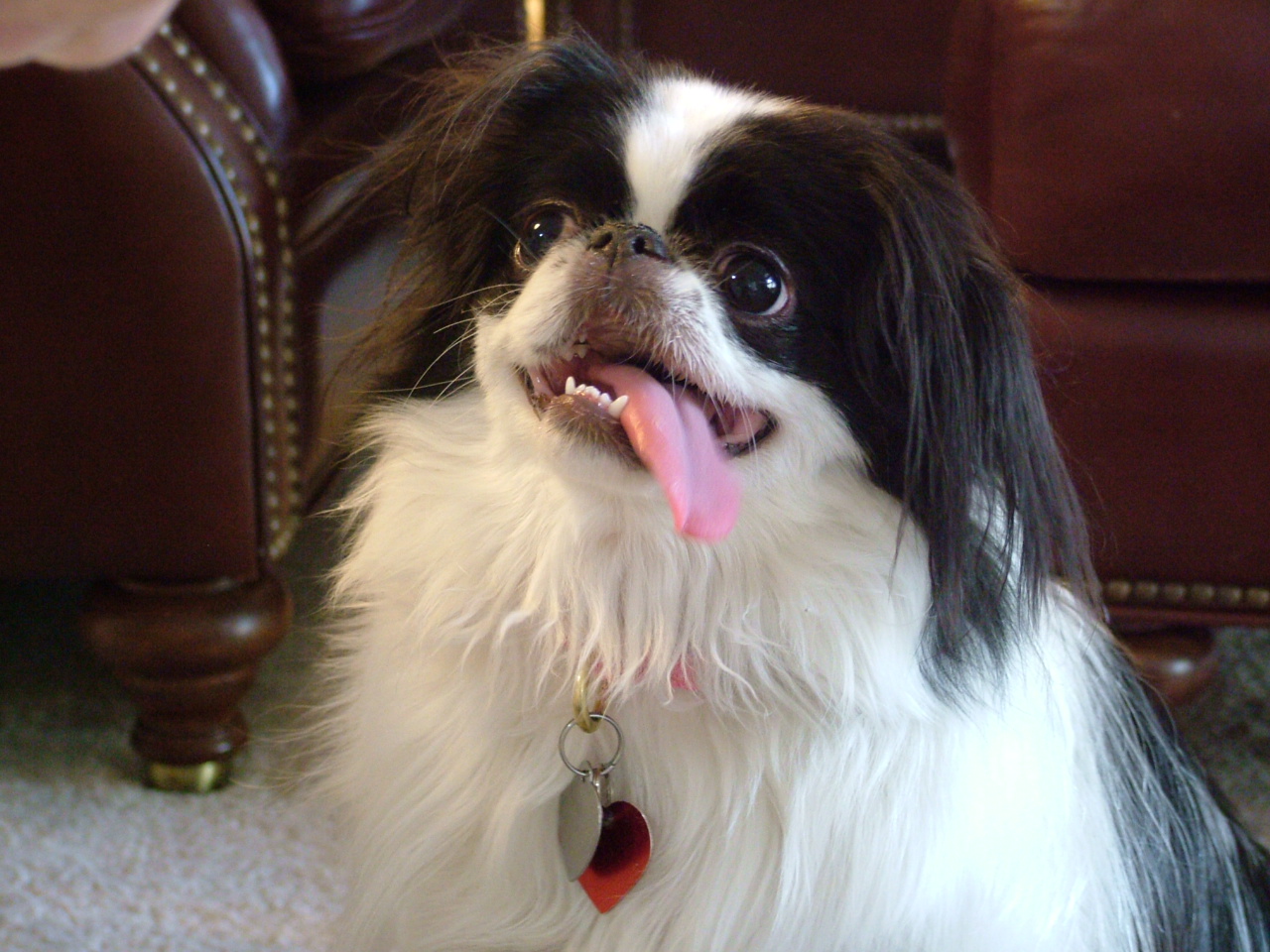 Japan Chin – Japanese Chin with tongue and teeth