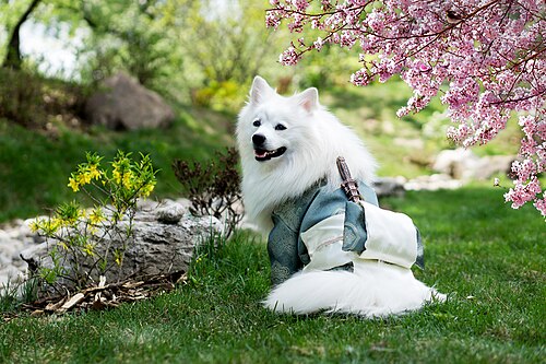 Japan-Spitz – Japanese Spitz (Nihon Supittsu) Японский шпиц SIMBA TSAR ZVEREI (Pets Couturier SIMBA)