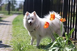 Japan-Spitz – 1 year old Japanese Spitz