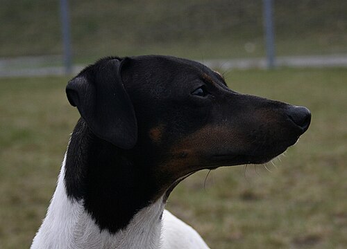 Terrier giapponese – Japanese Terrier 22.04.2012 5pl