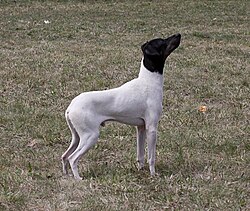 Terrier giapponese – Japanese terrier Keru