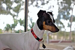 Terrier giapponese – Japanese Terrier2