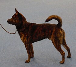 Kai – Kaikendog5