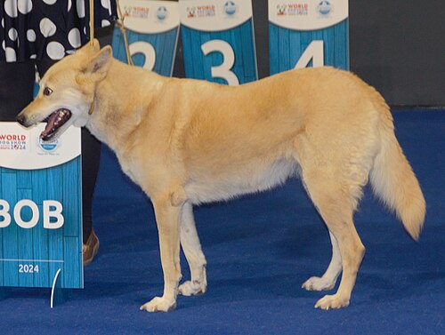 Kanaan-Hund – Canaandogfawn