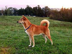 Kanaan-Hund – Canaan Dog (un maschio di 3 anni)