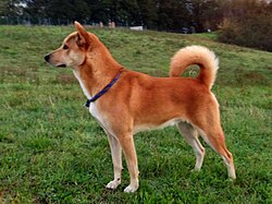 Kanaan-Hund – Canaan Dog (un maschio di 3 anni) (cropped)