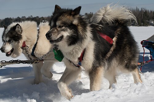 Canadian Eskimo Dog – 20180301 FS LSC 0871 (40450003100)