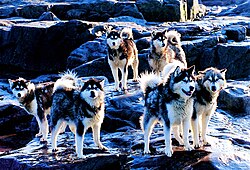 Canadian Eskimo Dog – Huskies 2000 08 24