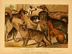 Canadian Eskimo Dog – The animal kingdom (Plate XVI) (6129695397)
