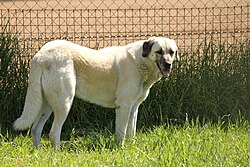 Anatolian Shepherd Dog (Kangal) – Anatolian Shepherd Dog