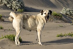 Anatolian Shepherd Dog (Kangal) – Anatolian Shepherd Dog 01