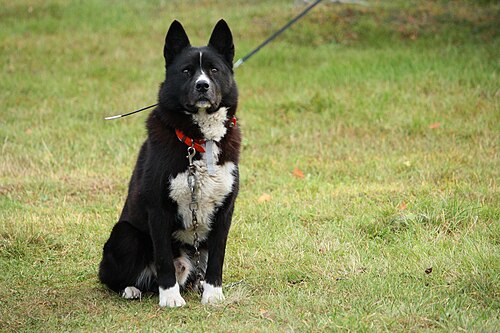 Karelischer Bärenhund – Karjalankarhukoira, Karelian Bear Dog looking at camera