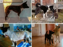 Karelischer Bärenhund – Karelian Bear Dogs with canine pituitary dwarfism