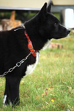 Karelischer Bärenhund – Karjalankarhukoira, Karelian Bear Dog standing profile