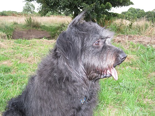 Katalanischer Schäferhund – Side profile Catalan Sheepdog head