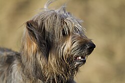 Katalanischer Schäferhund – Katalansk gjeterhund