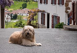 Katalanischer Schäferhund – Sara Perro Pastor 01