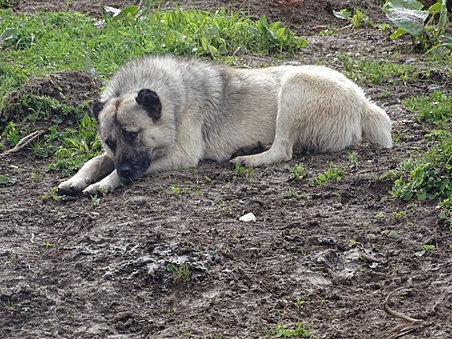 Kaukasischer Owtscharka – Kaukasischer Hütehund
