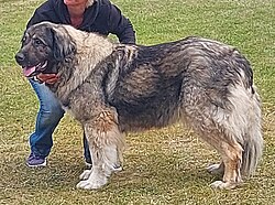 Kaukasischer Owtscharka – CaucasianOvcha grey2