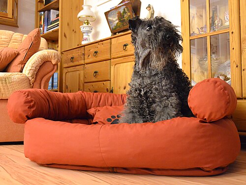 Kerry Blue Terrier โ Kerry Blue Terrier