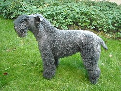 Kerry Blue Terrier โ Kerry blue terrier 062009