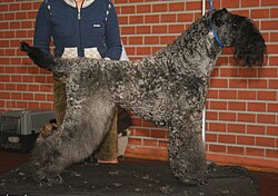 Kerry Blue Terrier โ Kerry blue terrier pl1