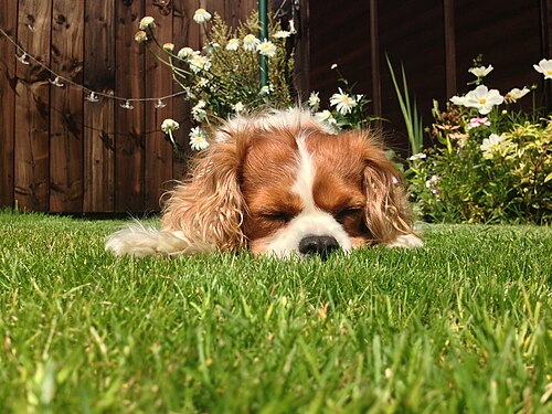 Épagneul King Charles – Albert Cavalier King Charles Spaniel