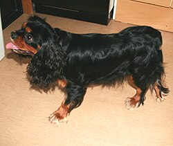 Épagneul King Charles – King Charles Spaniel Mike 3