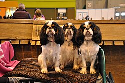 Épagneul King Charles – Three King Charles Spaniels