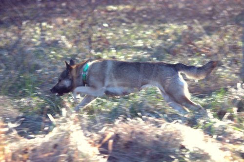 Kishu – Kishu Ken in Motion