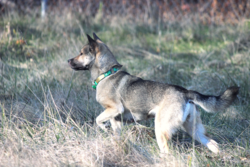 Kishu – Kishu Ken female (sesame color)