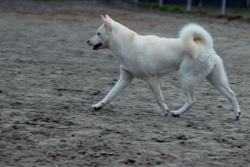 Kishu – Kishu Ken Puppy