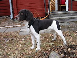 Münsterländer piccolo – Kleiner Münsterländer, 2 years old