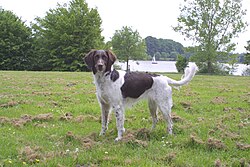 Münsterländer piccolo – Kleiner Münsterländer I