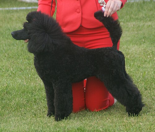 Medium Poodle – Poodle Medium black