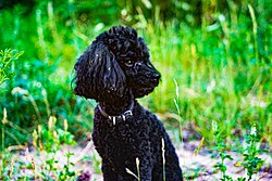 Medium Poodle – The dog, summer 2020