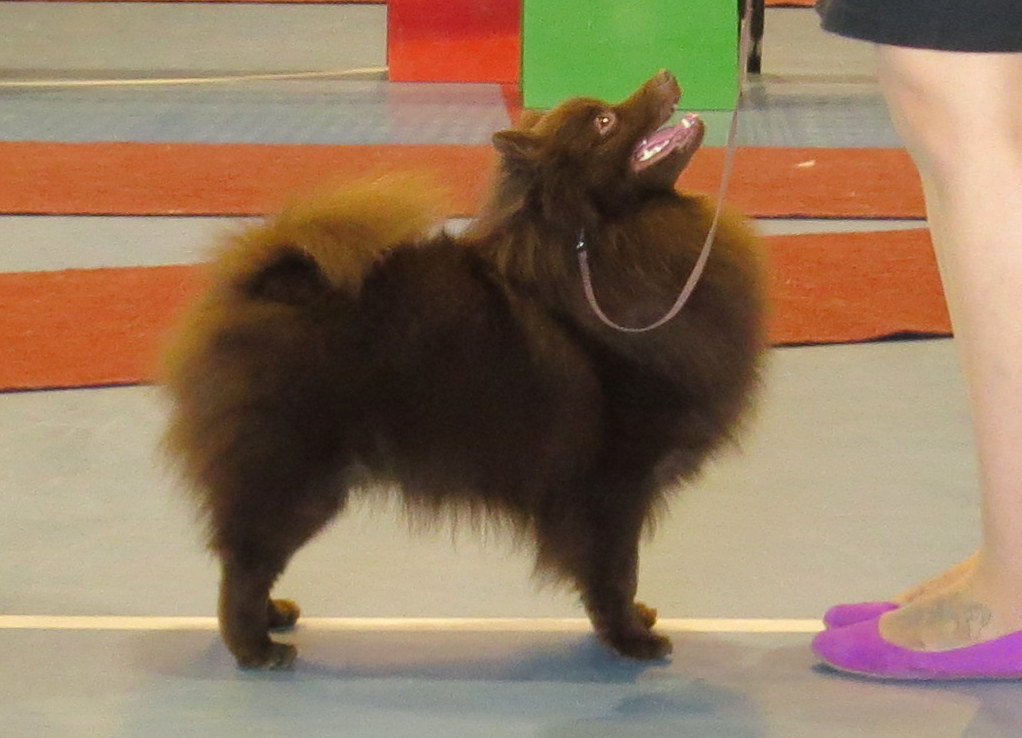 Kleinspitz – Kleinspitz brown Lahti CACIB 2014