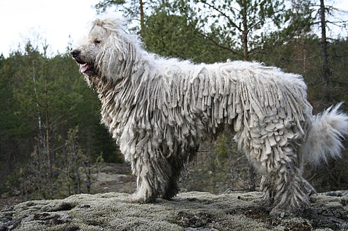 Komondor – Komondor IMG 0329
