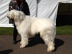 Komondor – Komondor male 02