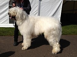 Komondor – Komondor male 03