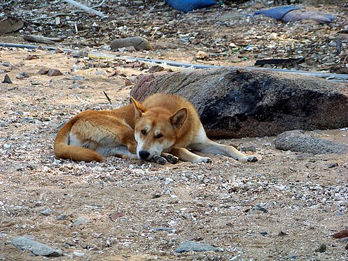Jindo coreano – Korean Jindo dog