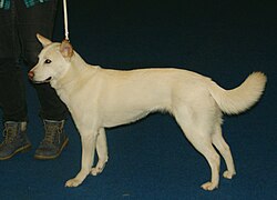 Jindo coreano – White Korea Jindo Dog