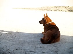 Jindo coreano – Cisco (2503567883)