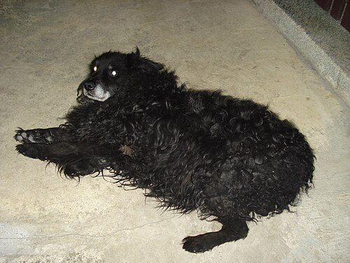 Cane da pastore croato – Bleki1