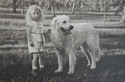 Kuvasz – KuvaszRüde Bär & Dadamax